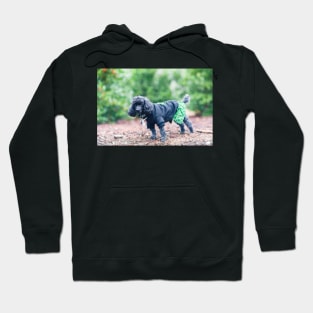 Black and grey poodles Hoodie